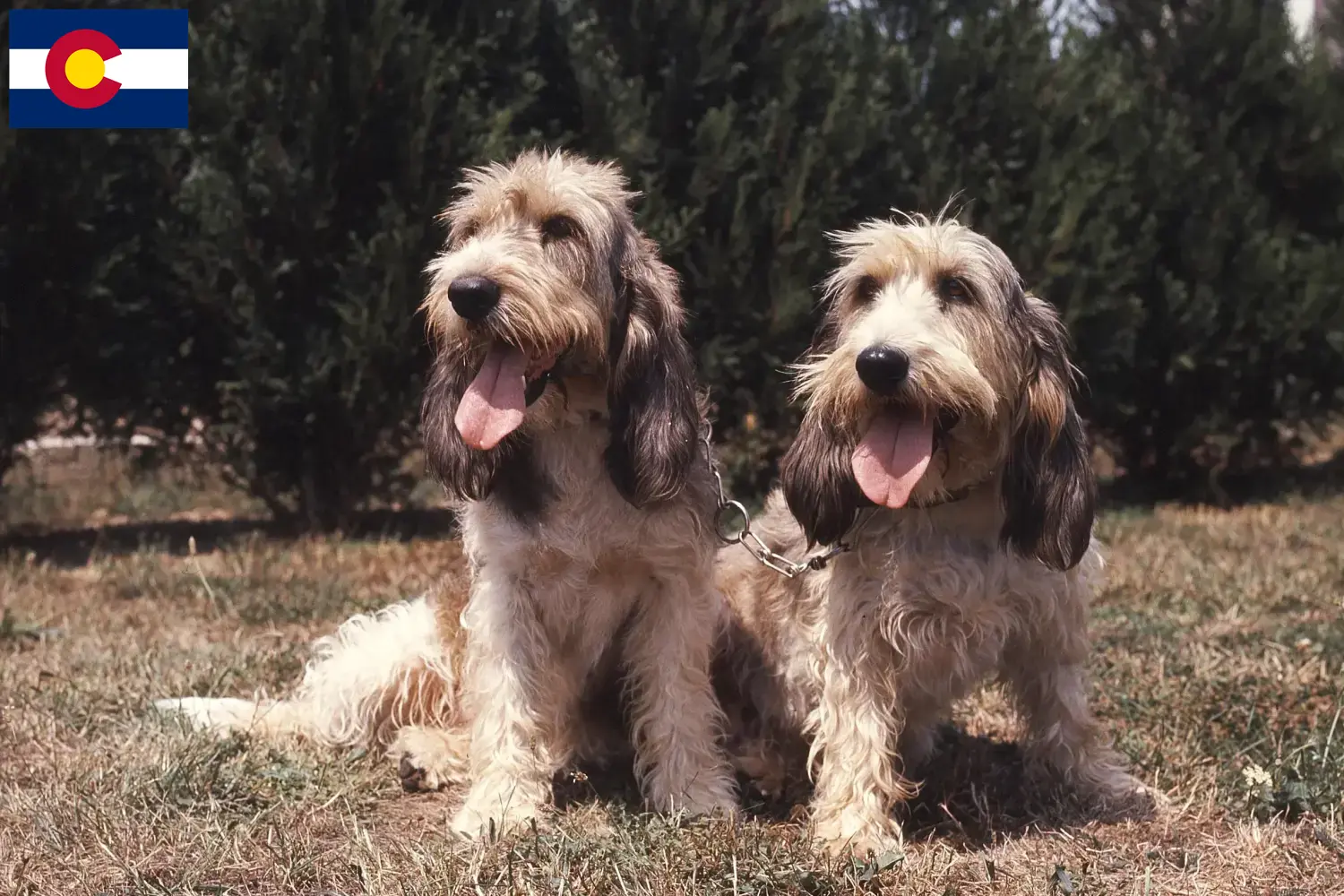 Read more about the article Grand Basset Griffon Vendéen breeders and puppies in Colorado