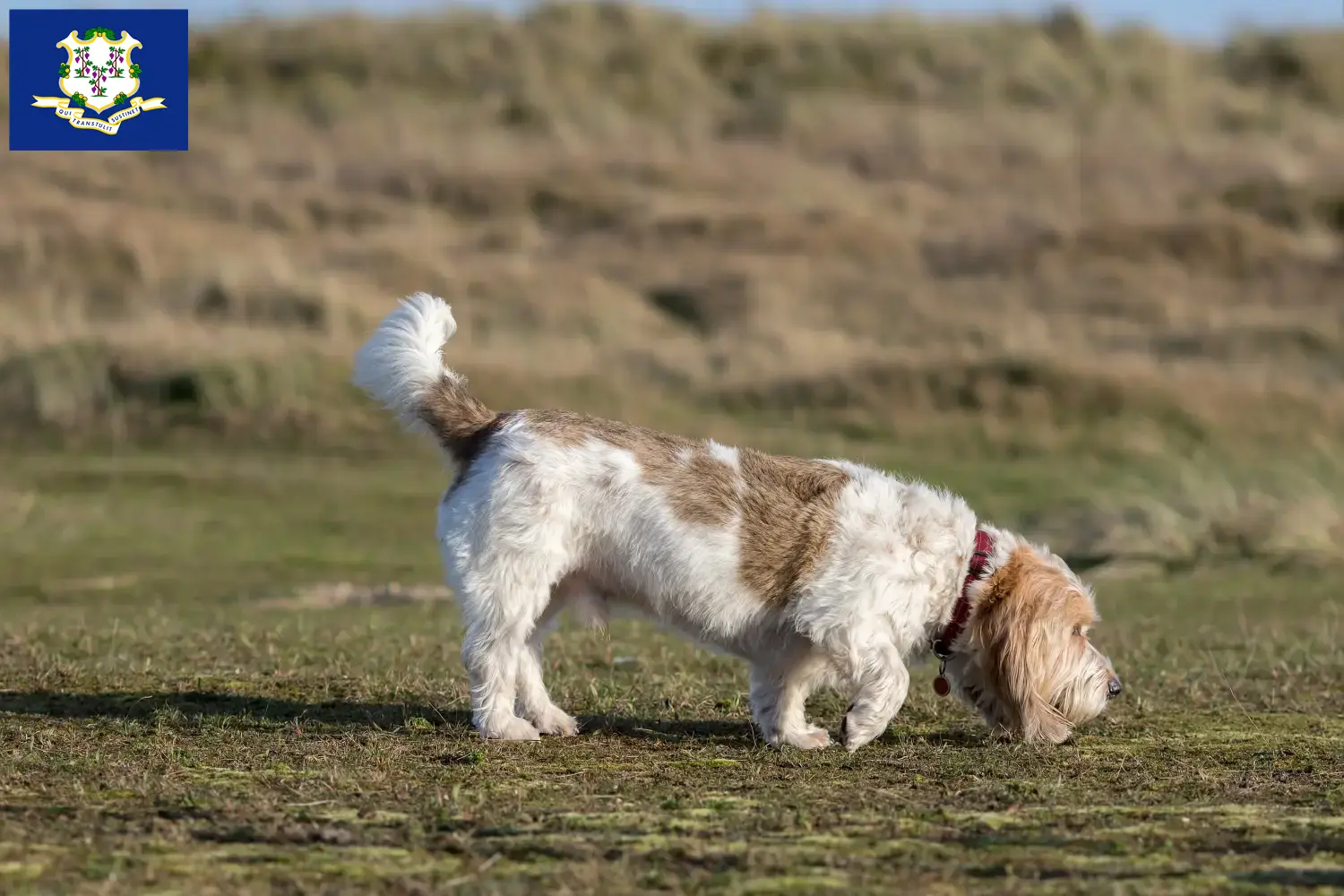 Read more about the article Grand Basset Griffon Vendéen breeders and puppies in Connecticut