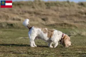 Read more about the article Grand Basset Griffon Vendéen breeders and puppies in Georgia