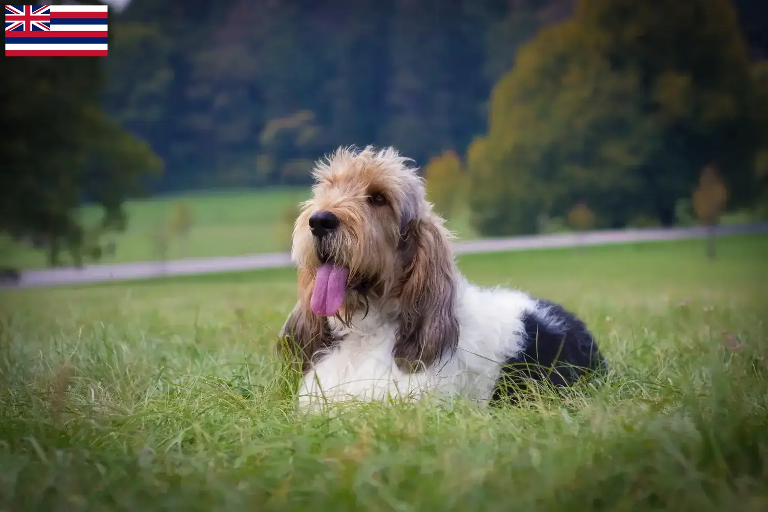 Read more about the article Grand Basset Griffon Vendéen breeders and puppies in Hawaii