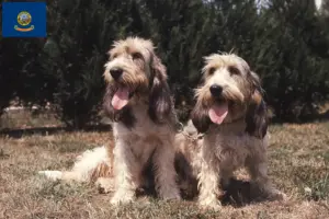 Read more about the article Grand Basset Griffon Vendéen breeders and puppies in Idaho