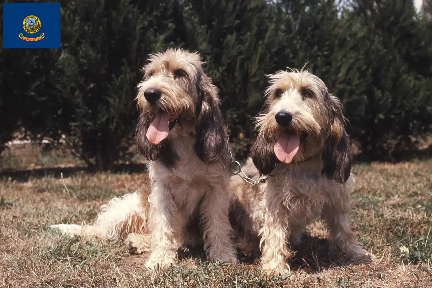 Read more about the article Grand Basset Griffon Vendéen breeders and puppies in Idaho