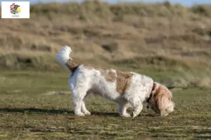 Read more about the article Grand Basset Griffon Vendéen breeders and puppies in Illinois