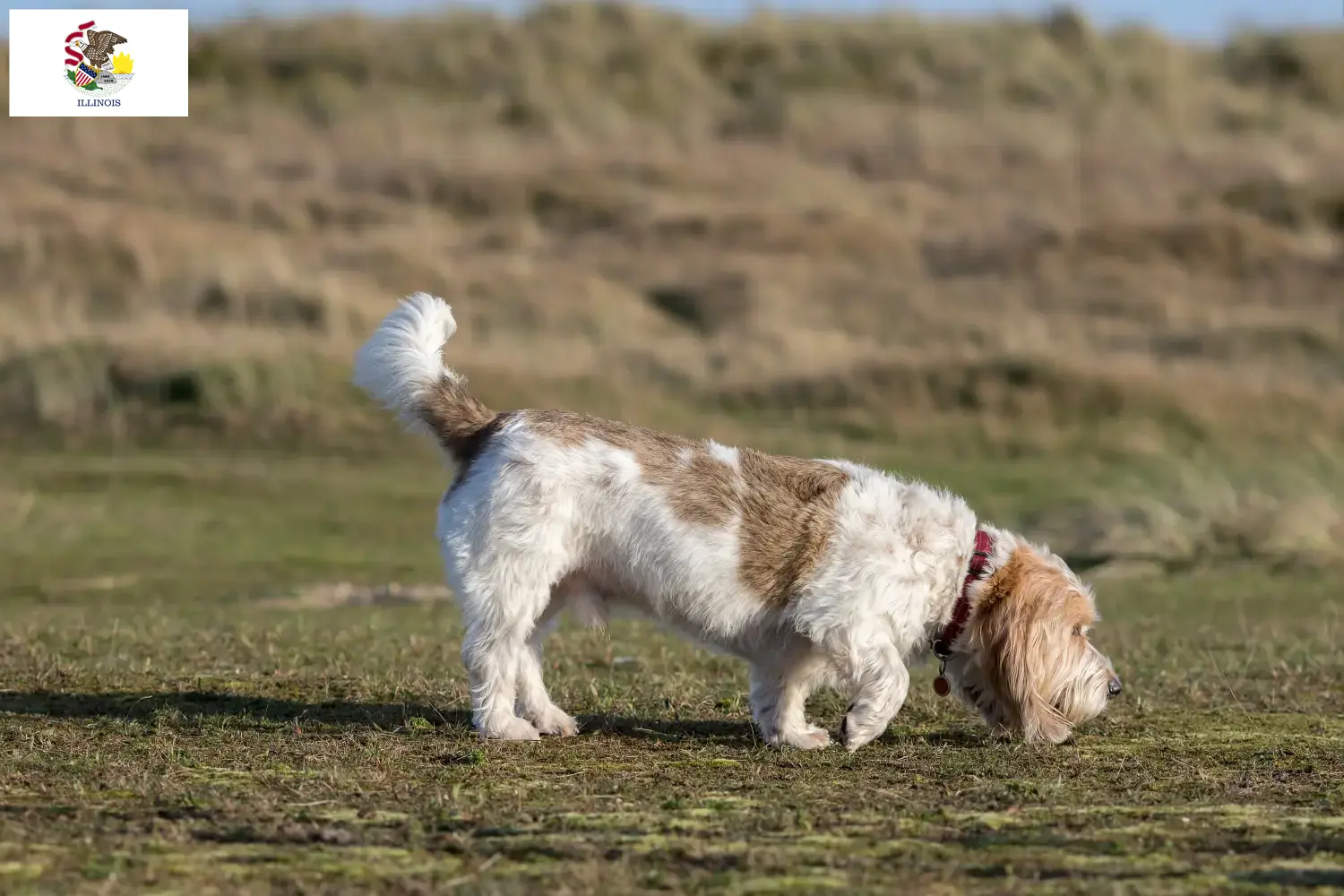 Read more about the article Grand Basset Griffon Vendéen breeders and puppies in Illinois