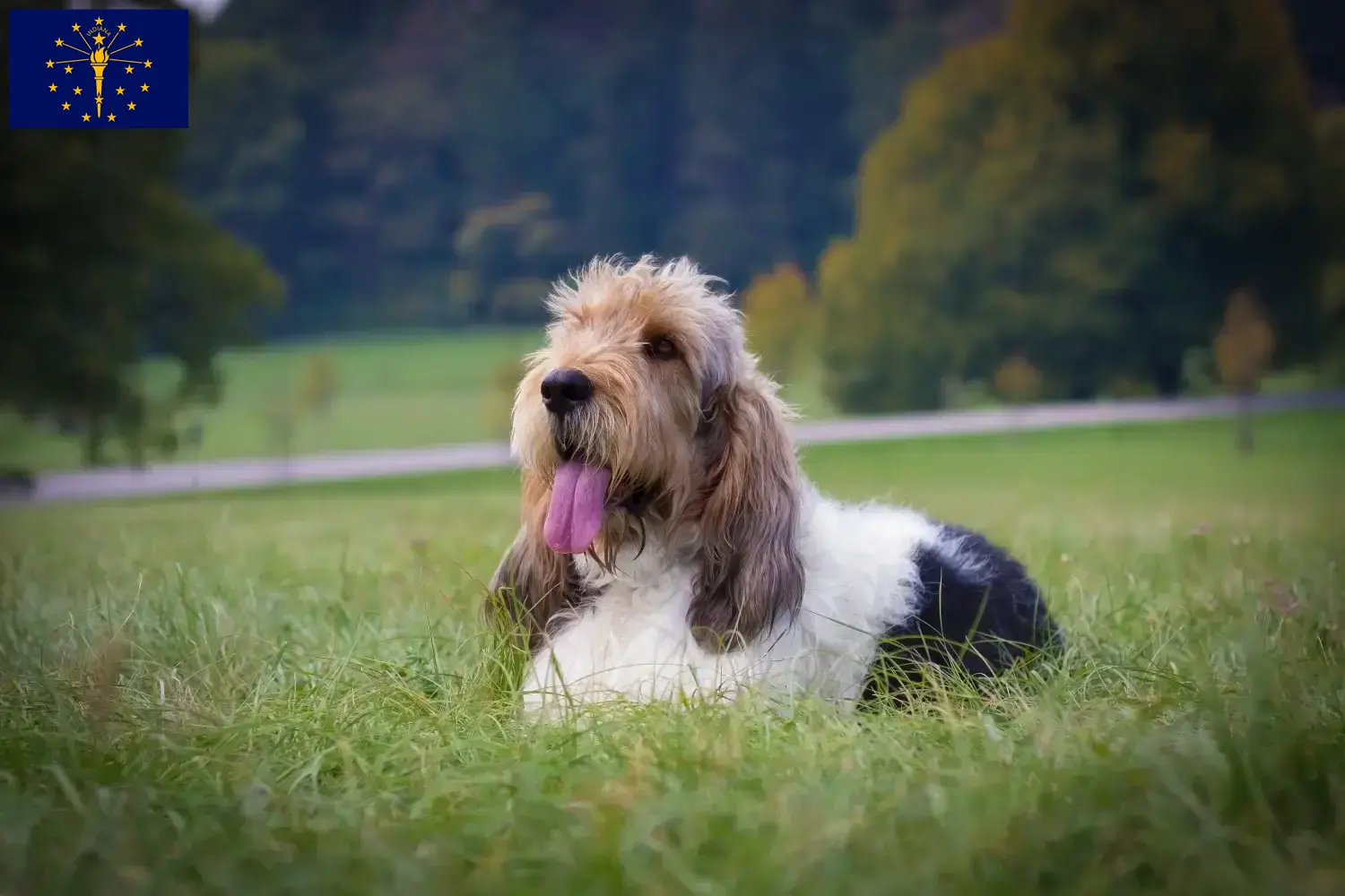 Read more about the article Grand Basset Griffon Vendéen breeders and puppies in Indiana