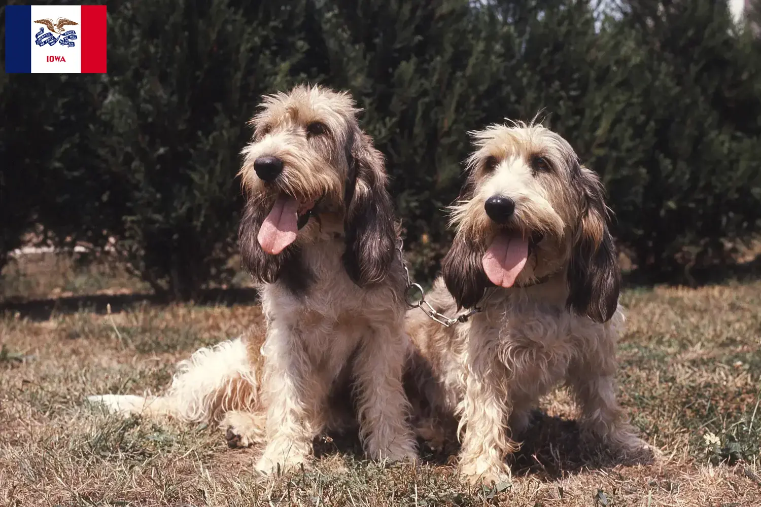Read more about the article Grand Basset Griffon Vendéen breeders and puppies in Iowa