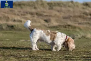 Read more about the article Grand Basset Griffon Vendéen breeders and puppies in Kansas