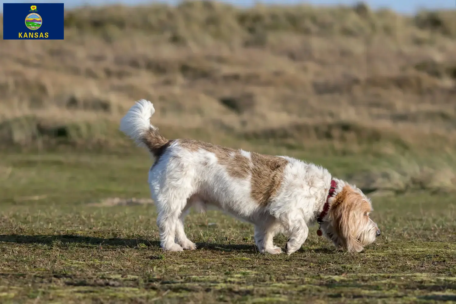 Grand Basset Griffon Vendéen puppies and breeders Kansas Find Grand Basset Griffon Vendéens breeders in Kansas.