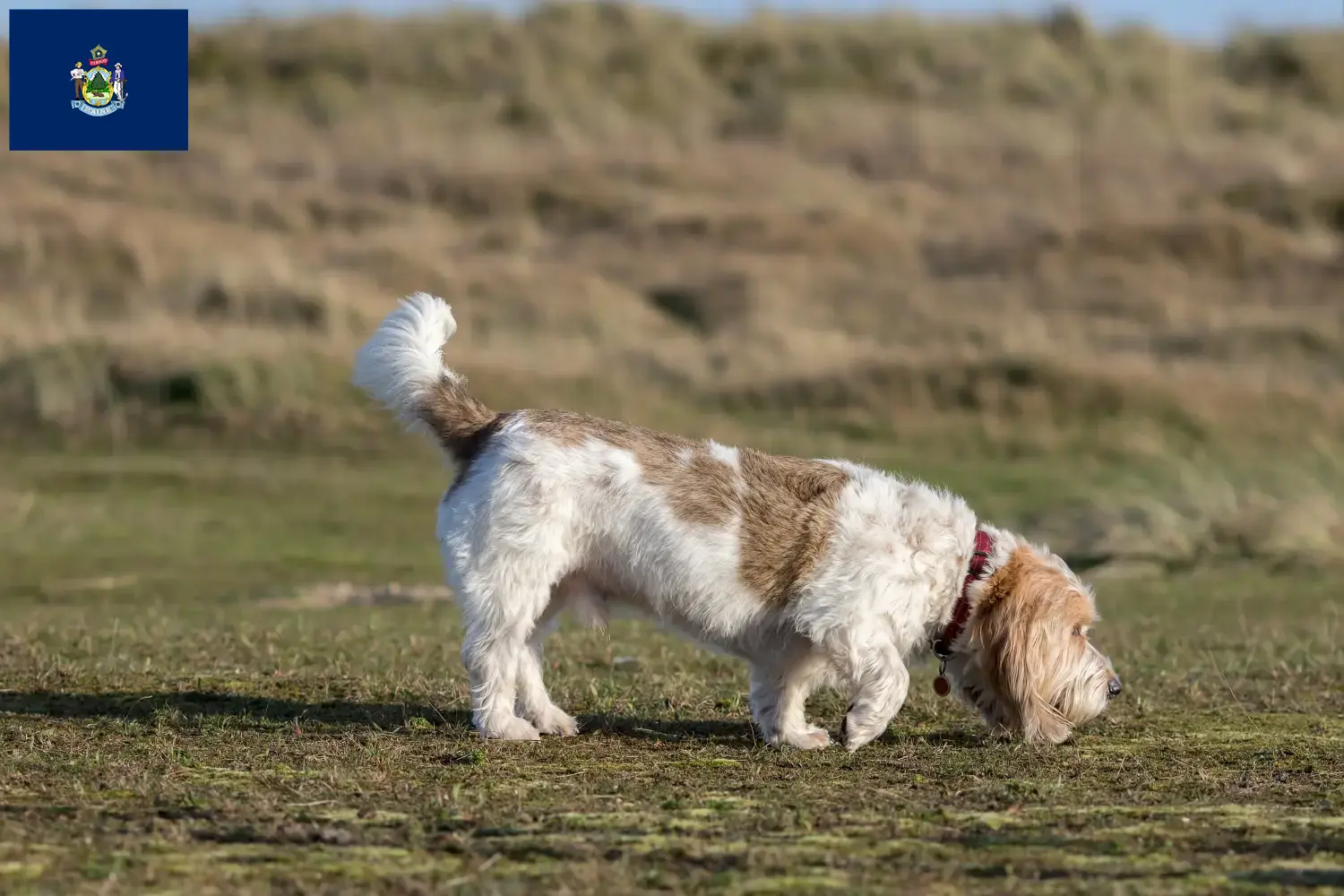 Grand Basset Griffon Vendéen puppies and breeders Maine Find Grand Basset Griffon Vendéens breeders in Maine.