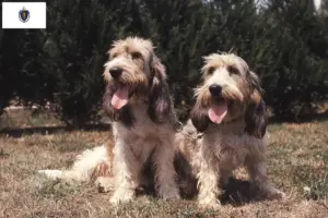 Read more about the article Grand Basset Griffon Vendéen breeders and puppies in Massachusetts