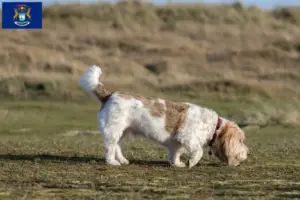 Read more about the article Grand Basset Griffon Vendéen breeders and puppies in Michigan
