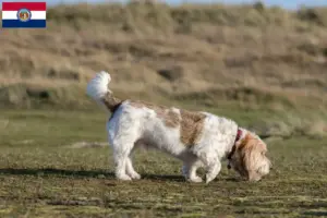Read more about the article Grand Basset Griffon Vendéen breeders and puppies in Missouri