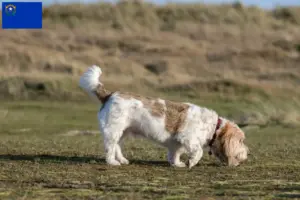 Read more about the article Grand Basset Griffon Vendéen breeders and puppies in Nevada