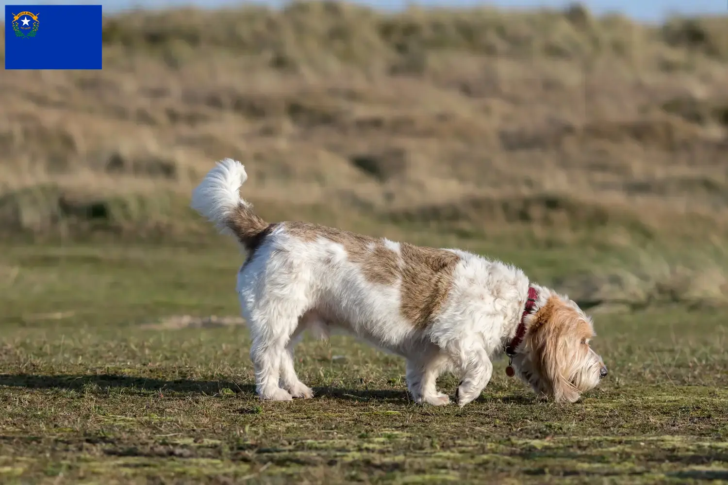 Grand Basset Griffon Vendéen puppies and breeders Nevada Find Grand Basset Griffon Vendéens breeders in Nevada.