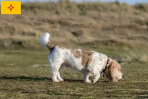 Read more about the article Grand Basset Griffon Vendéen breeders and puppies in New Mexico