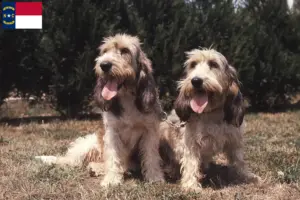 Read more about the article Grand Basset Griffon Vendéen breeders and puppies in North Carolina