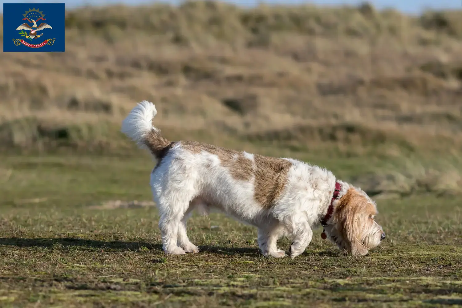 Grand Basset Griffon Vendéen puppies and breeders North Dakota Find Grand Basset Griffon Vendéens breeders in North Dakota.