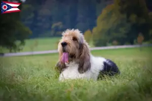 Read more about the article Grand Basset Griffon Vendéen breeders and puppies in Ohio