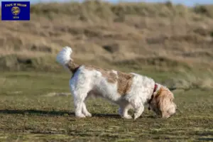 Read more about the article Grand Basset Griffon Vendéen breeders and puppies in Oregon