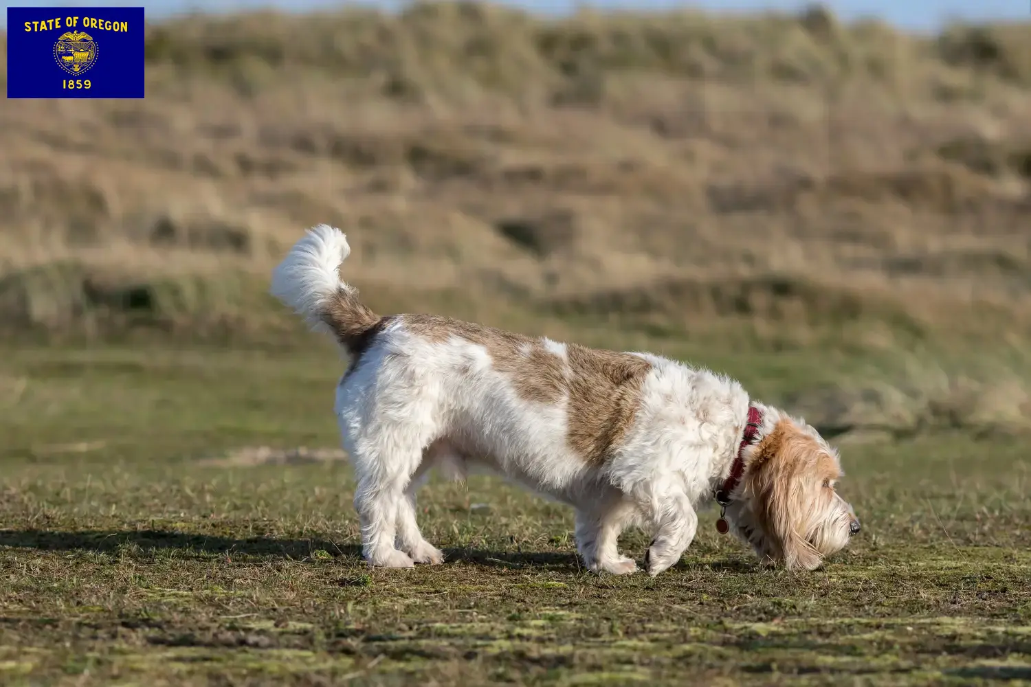 Grand Basset Griffon Vendéen puppies and breeders Oregon Find Grand Basset Griffon Vendéens breeders in Oregon.