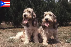 Read more about the article Grand Basset Griffon Vendéen breeders and puppies in Puerto Rico