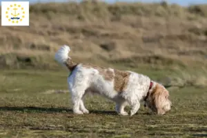 Read more about the article Grand Basset Griffon Vendéen breeders and puppies in Rhode Island