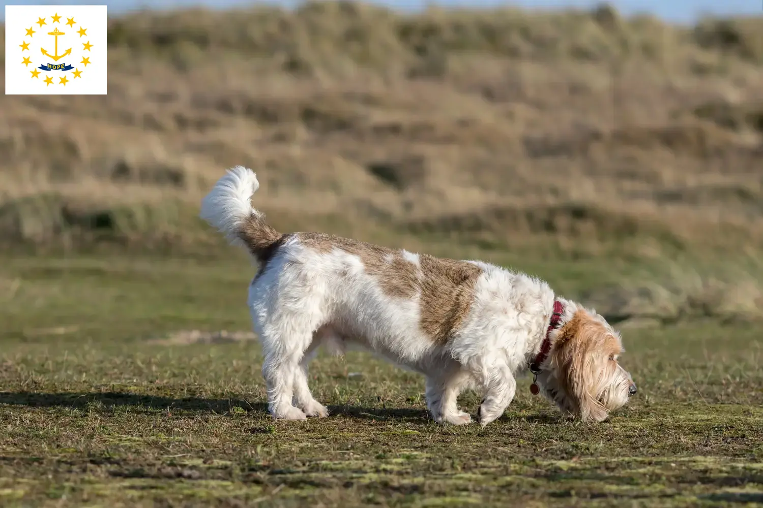 Grand Basset Griffon Vendéen puppies and breeders Rhode Island Find Grand Basset Griffon Vendéens breeders in Rhode Island.