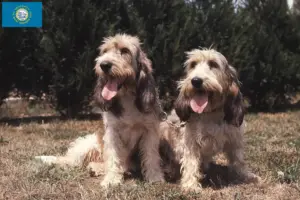 Read more about the article Grand Basset Griffon Vendéen breeders and puppies in South Dakota