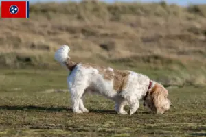 Read more about the article Grand Basset Griffon Vendéen breeders and puppies in Tennessee
