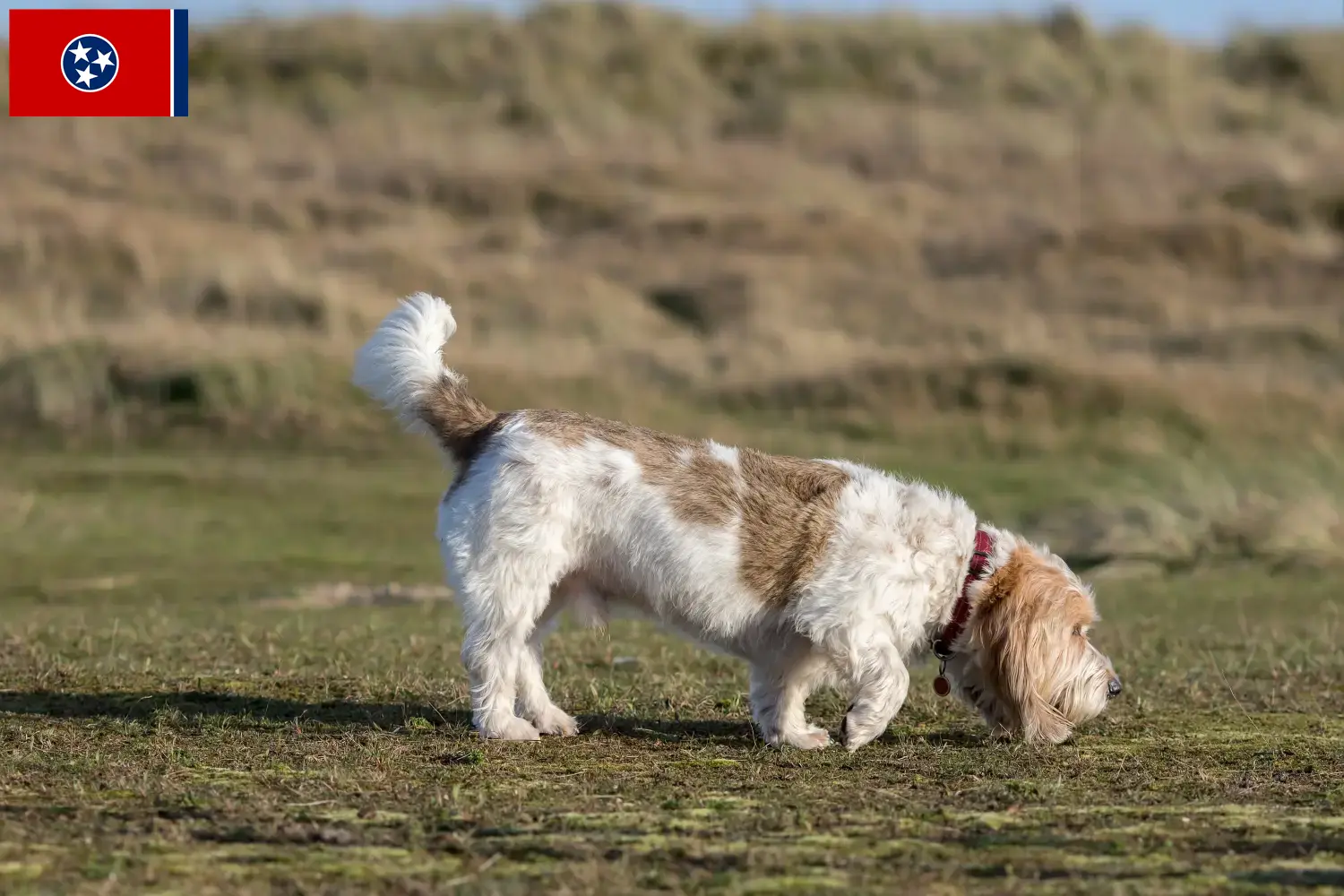 Grand Basset Griffon Vendéen puppies and breeders Tennessee Find Grand Basset Griffon Vendéens breeders in Tennessee.