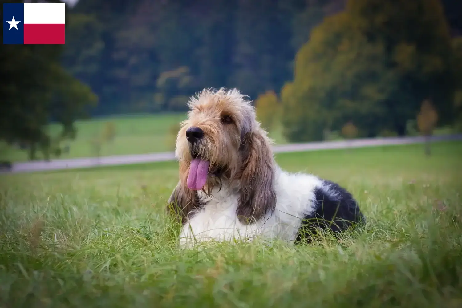 Grand Basset Griffon Vendéen puppies and breeders Texas Find Grand Basset Griffon Vendéens breeders in Texas.