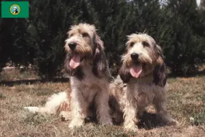 Read more about the article Grand Basset Griffon Vendéen breeders and puppies in Washington
