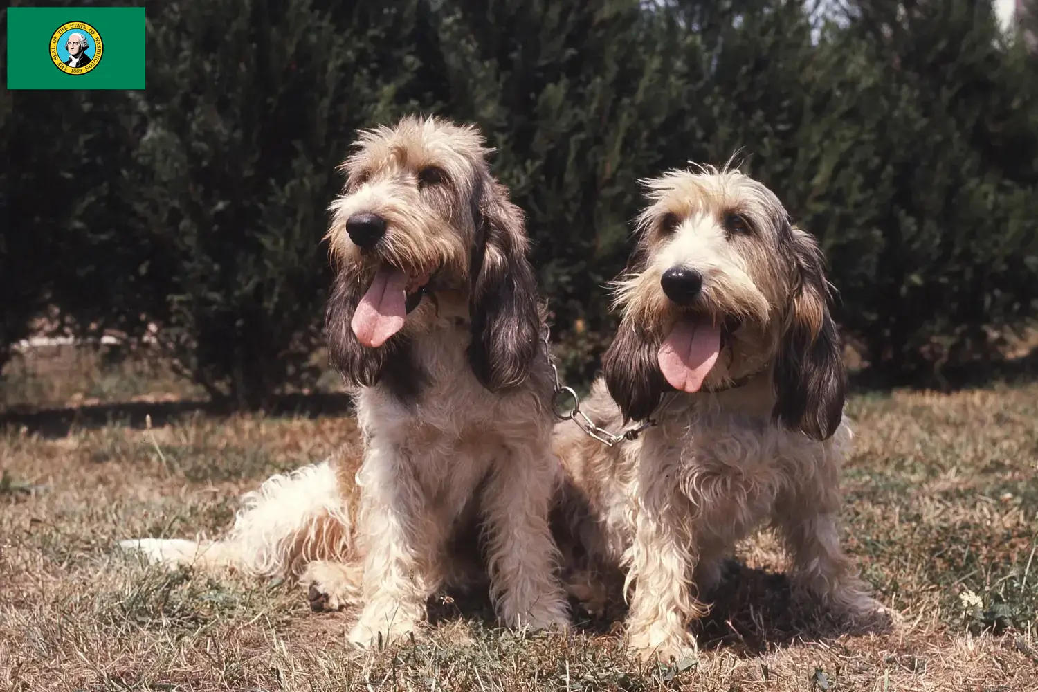 Grand Basset Griffon Vendéen puppies and breeders Washington Find Grand Basset Griffon Vendéens breeders in Washington.