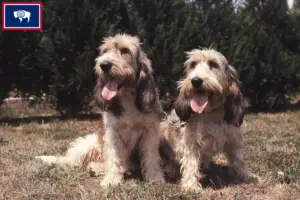 Read more about the article Grand Basset Griffon Vendéen breeders and puppies in Wyoming
