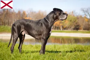 Read more about the article Great Dane breeders and puppies in Alabama