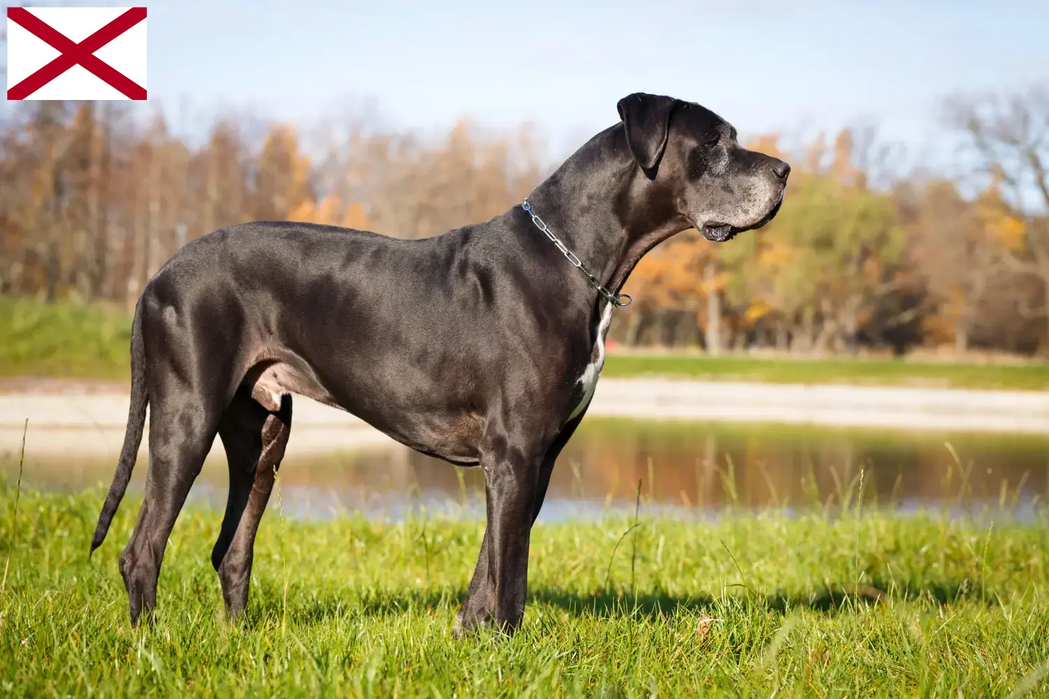 Great Dane puppies and breeder Alabama Find Great Dane breeders in Alabama.