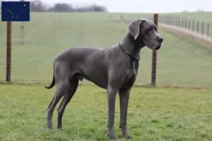 Read more about the article Great Dane breeders and puppies in Alaska