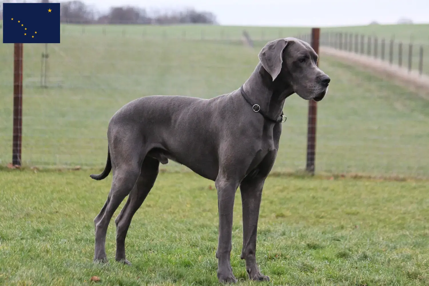 Great Dane puppies and breeder Alaska Here you can find Great Dane breeders in Alaska.