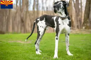 Read more about the article Great Dane breeders and puppies in Arizona