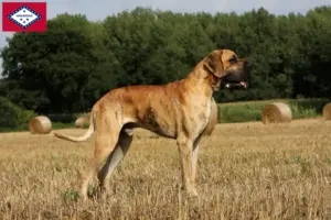 Read more about the article Great Dane breeders and puppies in Arkansas