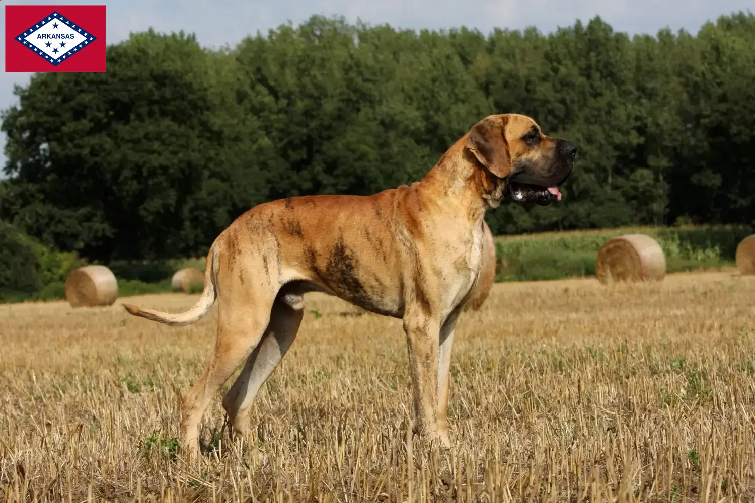 Great Dane puppies and breeder Arkansas Here you can find Great Dane breeders in Arkansas.