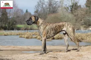 Read more about the article Great Dane breeders and puppies in California