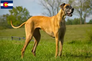 Read more about the article Great Dane breeders and puppies in Colorado