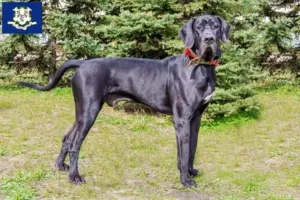 Read more about the article Great Dane breeders and puppies in Connecticut