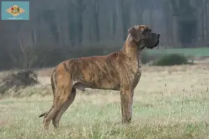 Read more about the article Great Dane breeders and puppies in Delaware