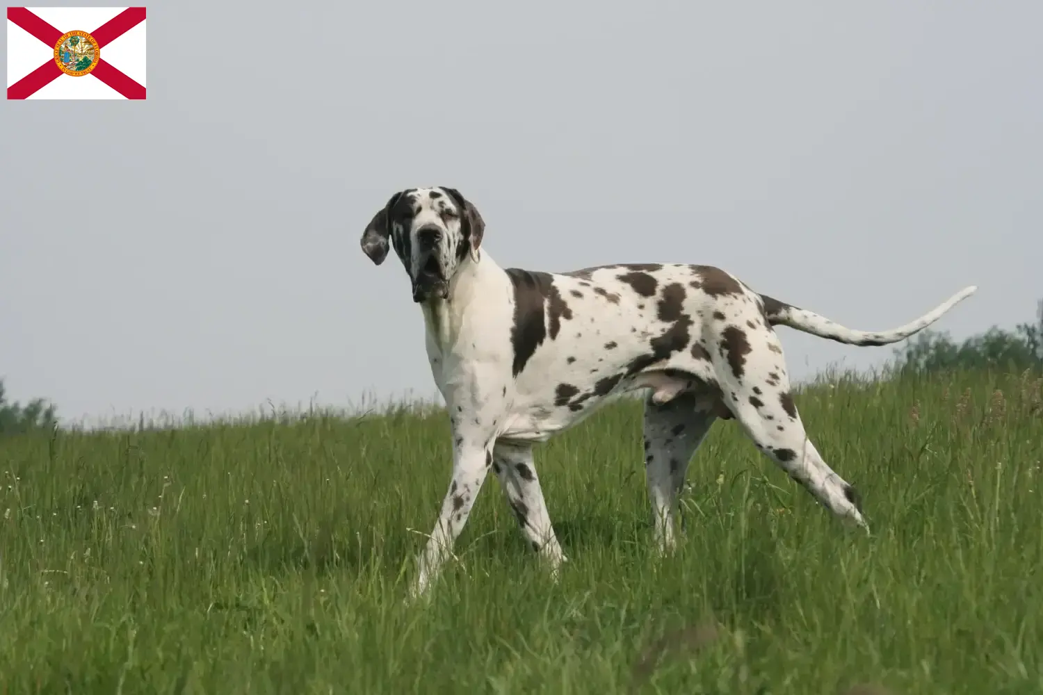 Great Dane Puppies and Breeder Florida Here you can find Great Dane breeders in Florida.