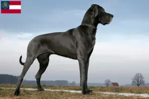 Read more about the article Great Dane breeders and puppies in Georgia