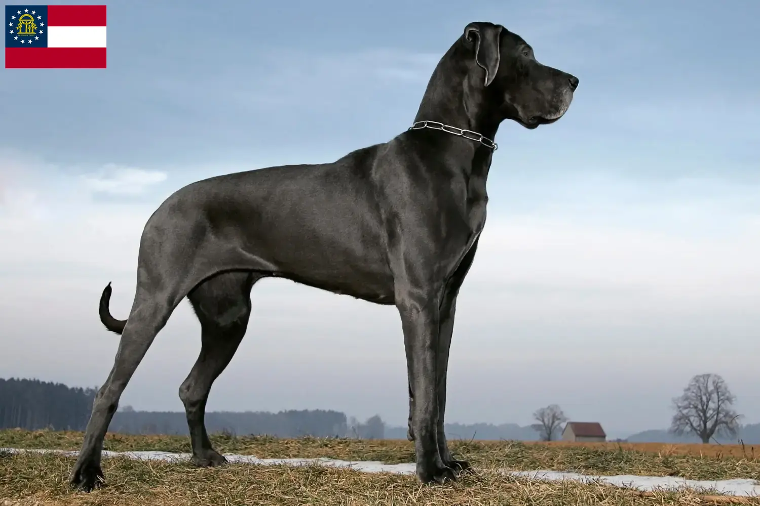 Great Dane puppies and breeder Georgia Here you can find Great Dane breeders in Georgia.