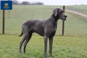 Read more about the article Great Dane breeders and puppies in Idaho