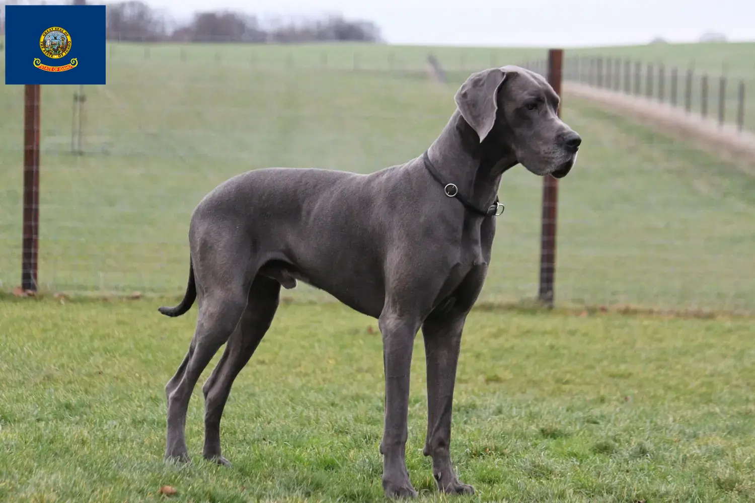 Great Dane puppies and breeder Idaho Find Great Dane breeders in Idaho.